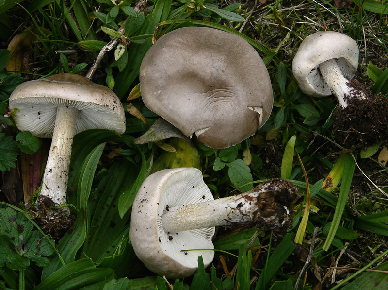 Melanoleuca graminicola da determinare.